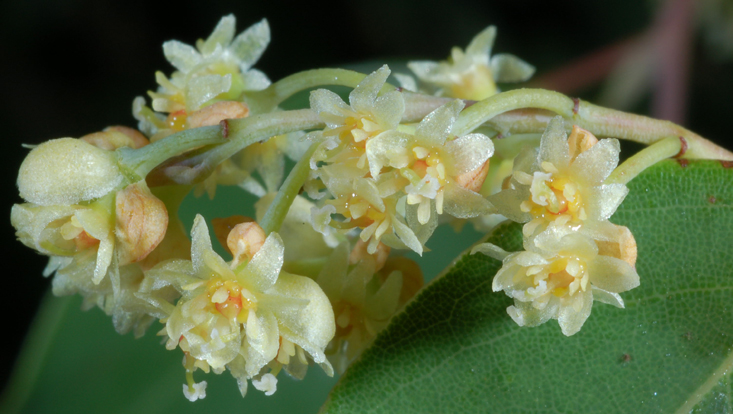 Litsea glaucescens, weiblicher Blütenstand Foto eines weiblichen Blütenstandes von Litsea glaucescens