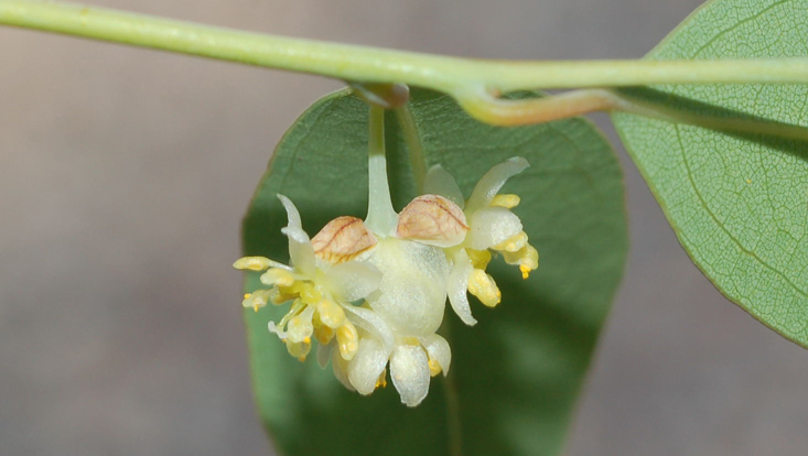 Litsea glaucescens, männlicher Blütenstand Foto eines männlichen Blütenstandes von Litsea glaucescens