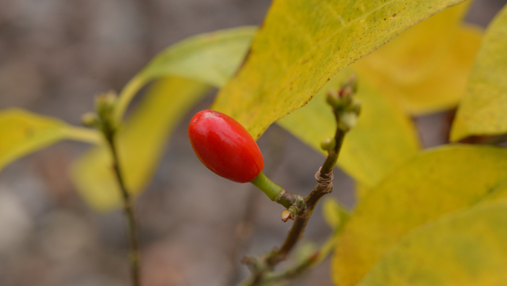 Lindera benzoin, Zweig mit Frucht Foto eines Zweiges von Lindera benzoin, mit Frucht