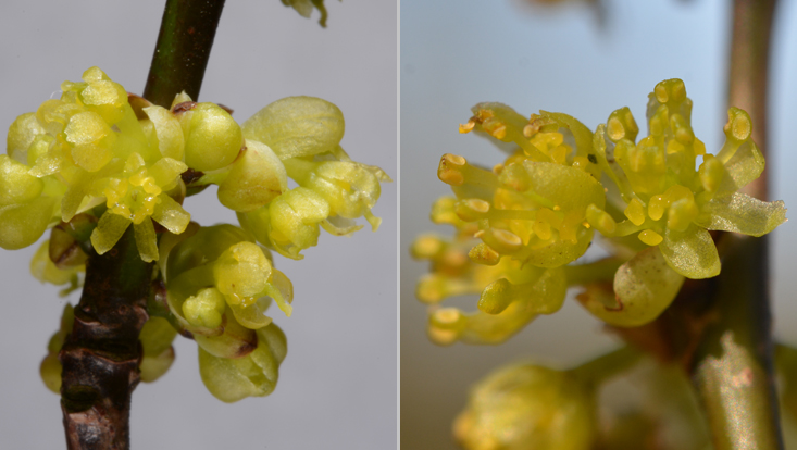 Lindera benzoin, links weibliche Blüten, rechts männliche Blüten Fotos von Lindera benzoin, links weibliche Blüten, rechts männliche Blüten