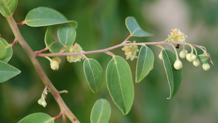 Litsea glaucescens, Zweig mit Blütenständen, überwiegend in Knospe Foto eines Zweiges von Litsea glaucescens, mit Blütenständen, überwiegend in Knospe