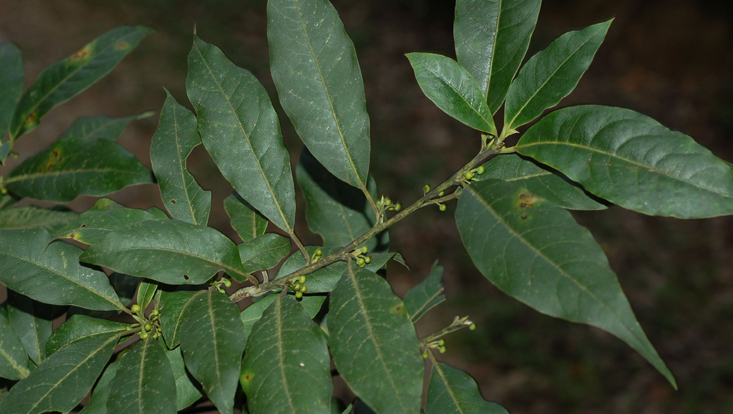 Litsea cubeba, Zweig mit Infloreszenzknospen Foto eines Zweiges mit Infloreszenzknospen von Litsea cubeba