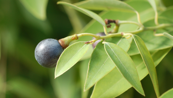 Litsea glaucescens, Zweig mit Frucht Foto eines Zweiges von Litsea glaucescens, mit Frucht