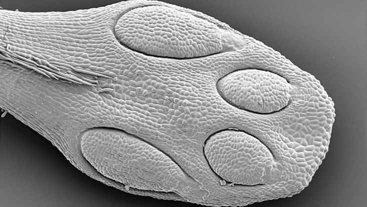Anther (still closed) of Cinnamomum insularimontanum in the scanning electron microscope Photo of an anther (still closed) of Cinnamomum insularimontanum in the scanning electron microscope