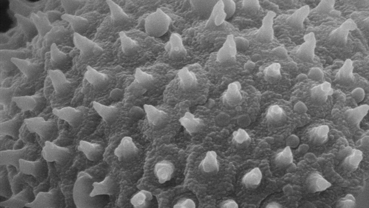 Oberfläche eines Pollenkorns von Ocotea aciphylla Photo of the surface of a pollen grain of Ocotea aciphylla anther in the scanning electron microscope