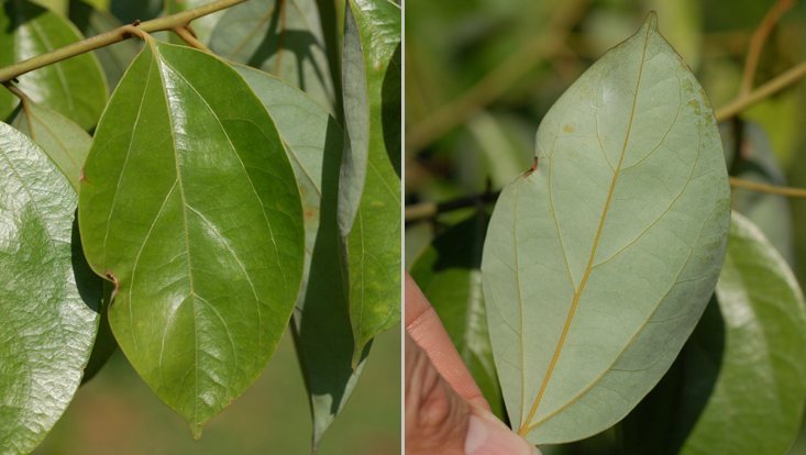 Leaf of Cryptocarya densiflora, seen from above and from below Photos of a leaf of Cryptocarya densiflora, seen from above and from below