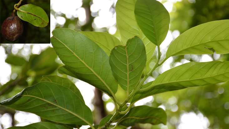 Branch of Cryptocarya oahuensis with leaves and tip of branch with fruit Photos of Cryptocarya oahuensis; left: leafy branch; right: tip of branch with fruit