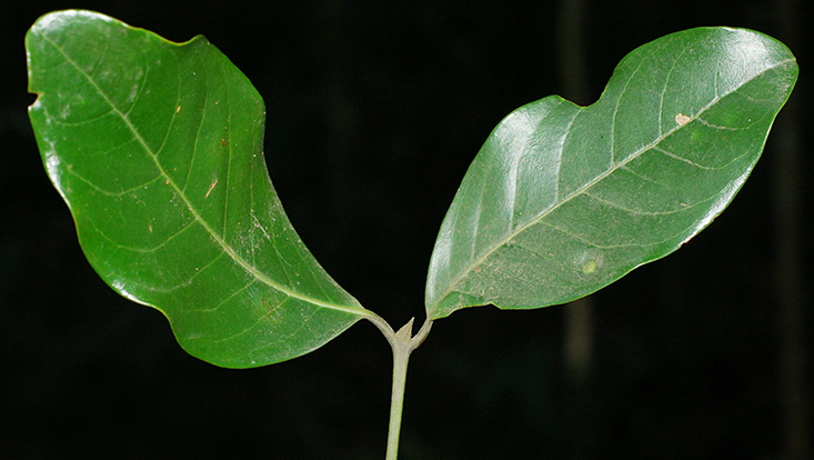 Tip of branch of Beilschmiedia emarginata with two leaves Photo of a branch tip of Beilschmiedia emarginata with two leaves