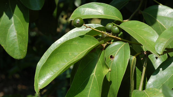 Branch of Cryptocarya nitens with immature fruits Photo of a branch of Cryptocarya nitens with immature fruits
