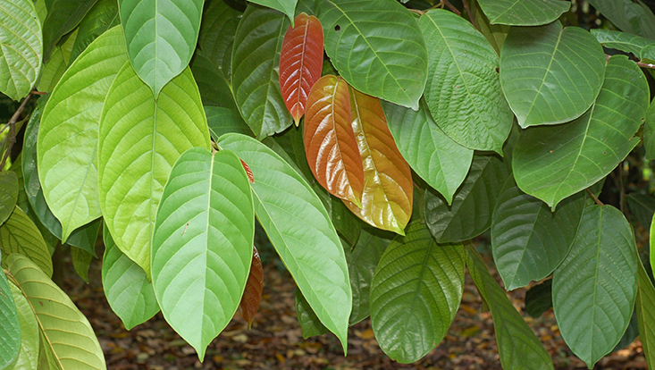 Leafy branches of Eusideroxylon zwageri Photo of leafy branches Eusideroxylon zwageri