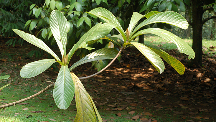 Branch of Beilschmiedia kunstleri, with leaves crowded at the tip Photo of a branch of Beilschmiedia kunstleri, with leaves crowded at the tip