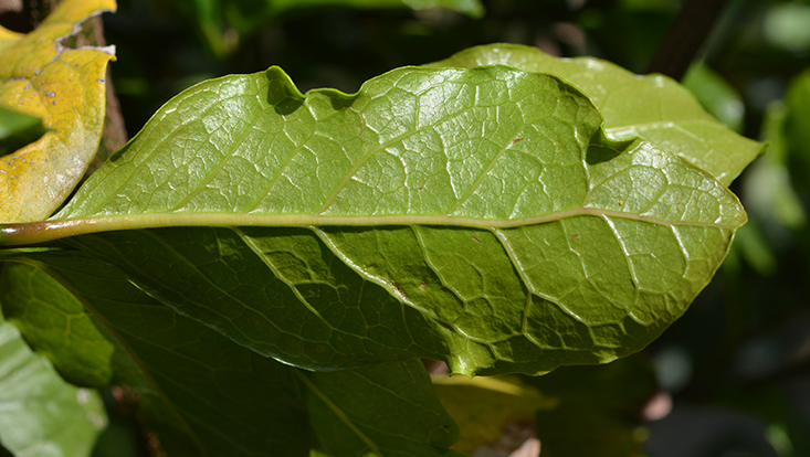 Leaf of Beilschmiedia miersii, lower surface Photo of a leaf of Beilschmiedia miersii, lower surface