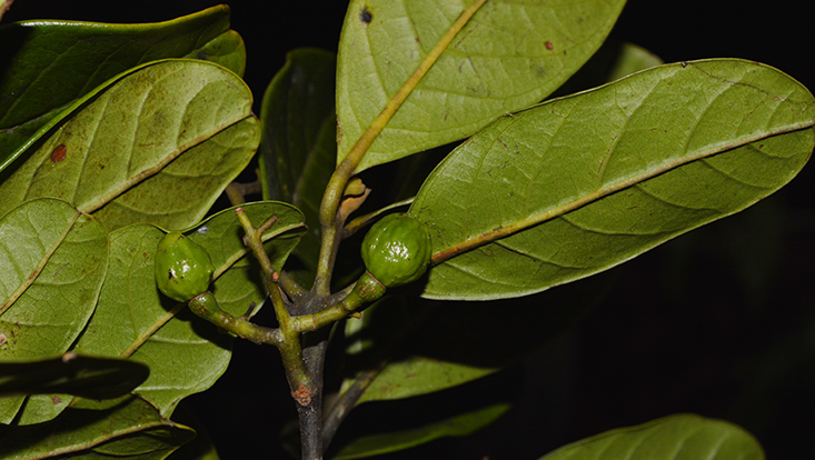 Branch of Beilschmiedia emarginata, with young fruits Photo of a branch of Beilschmiedia emarginata, with young fruits