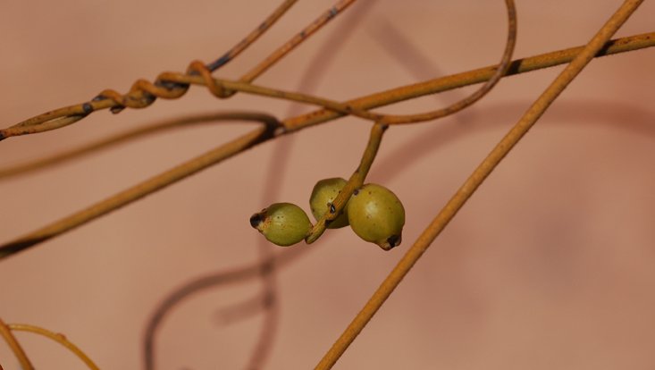 Stems of Cassytha filiformis, with young fruits Photo of stems of Cassytha filiformis, with young fruits