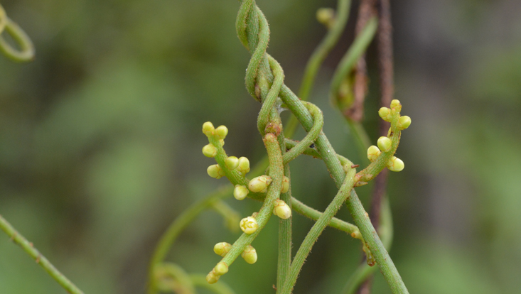 Stems of Cassytha filiformis, with flowers Photo of twining stems of Cassytha filiformis, with flowers