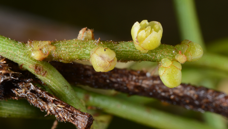 Inflorescence of Cassytha filiformis, with flowers Photo of inflorescence of Cassytha filiformis, with flowers