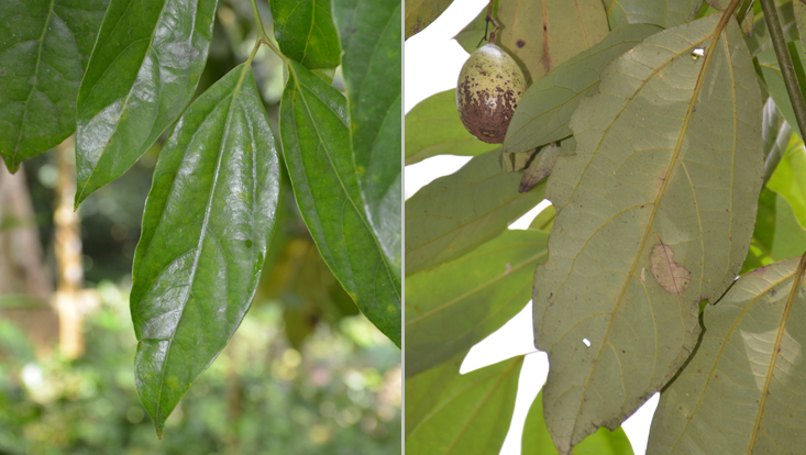 Branches of Caryodaphnopsis henryi Photos of branches of Caryodaphnopsis henryi; left: tip of branch, leaves seen from above; right: leaves seen from below, immature fruit in the background