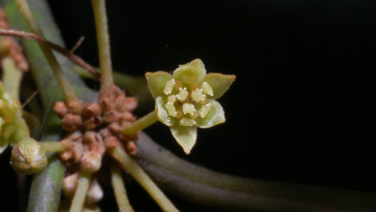 Flower of Neocinnamomum delavayi Photo of a flower of Neocinnamomum delavayi
