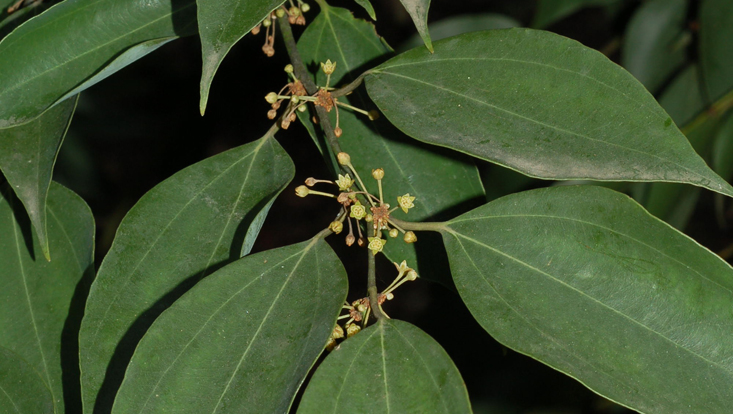 Branch of Neocinnamomum delavayi, with inflorescences Photo of branch of Neocinnamomum delavayi, with inflorescences