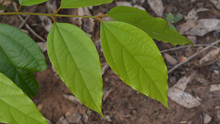 Branch of Caryodaphnopsis laotica Photo of branch of Caryodaphnopsis laotica