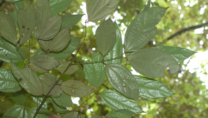 Branches of Caryodaphnopsis tonkinensis Photo of branches of Caryodaphnopsis tonkinensis