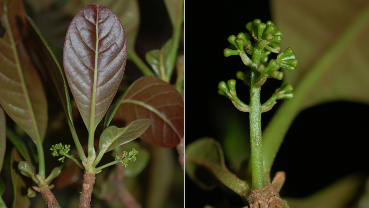 Mezilaurus glabriantha; left: branch with inflorescences; right: inflorescence Photos of Mezilaurus glabriantha; left: branch with inflorescences; right: inflorescence