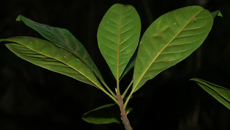 Mezilaurus glabriantha, tip of branch Photo of Mezilaurus glabriantha, tip of branch, with crowded leaves