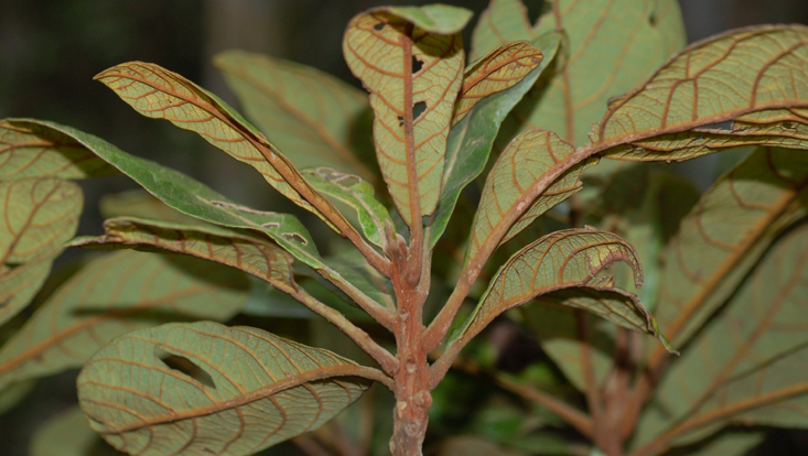 SWilliamodendron cinnamomeum, tip of branch Photo of Williamodendron cinnamomeum, tip of branch with crowded leaves
