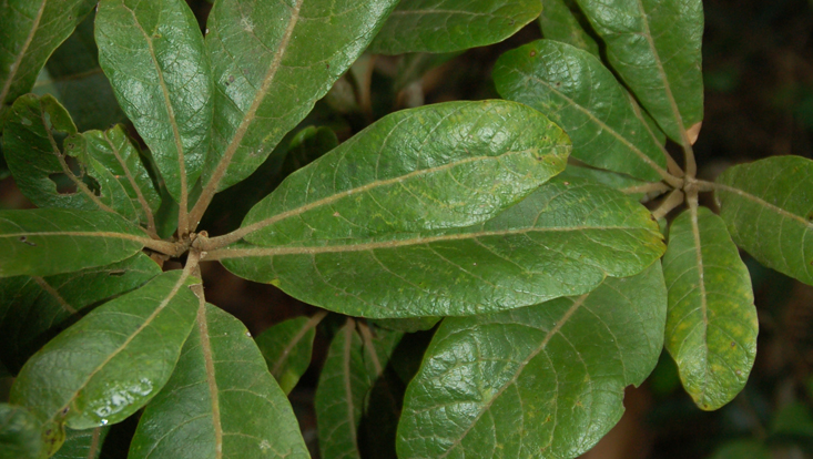Williamodendron cinnamomeum, tips of leafy branches, seen from above Photo of Williamodendron cinnamomeum, tips of leafy branches, seen from above