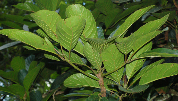 Leafy branch of Alseodaphnopsis petiolaris Photo of a leafy branch of Alseodaphnopsis petiolaris