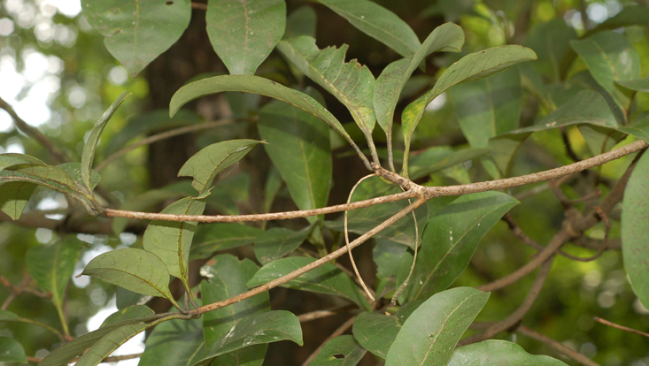 Leafy branch of Alseodaphnopsis semecarpifolia Photo of a leafy branch of Alseodaphnopsis semecarpifolia