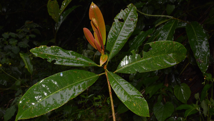 Tip of branch of Alseodaphnopsis ximengensis with young growth Photo of a tip of branch of Alseodaphnopsis ximengensis with young growth