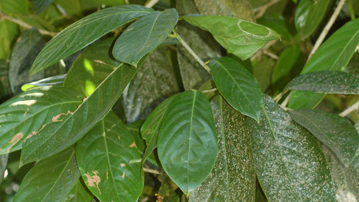 Leafy branches of Dehaasia incrassata Photo of leafy branches of Dehaasia incrassata