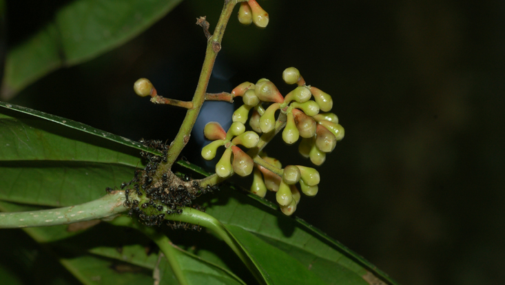 Young inflorescence of Dehaasia incrassata, with ants Photo of a young inflorescencees of Dehaasia incrassata, with ants