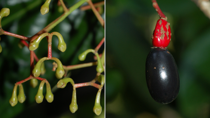 Dehaasia incrassata; left: part of an inflorescence; right: mature fruit Photos of Dehaasia incrassata; left: part of an inflorescence; right: mature fruit