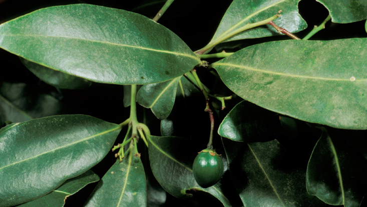 Apollonias barbujana, branches with immature fruit Photo of branches of Apollonias barbujana, with immature fruit