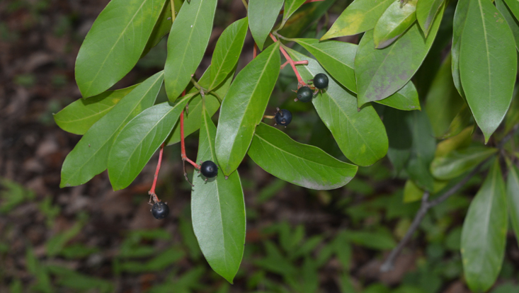 Machilus longipedicellata, branches with fruits Photo of branches of Machilus longipedicellata with fruits