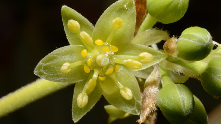 Flower of Machilus grijsii, female phase Photo of a flower of Machilus grijsii, female phase