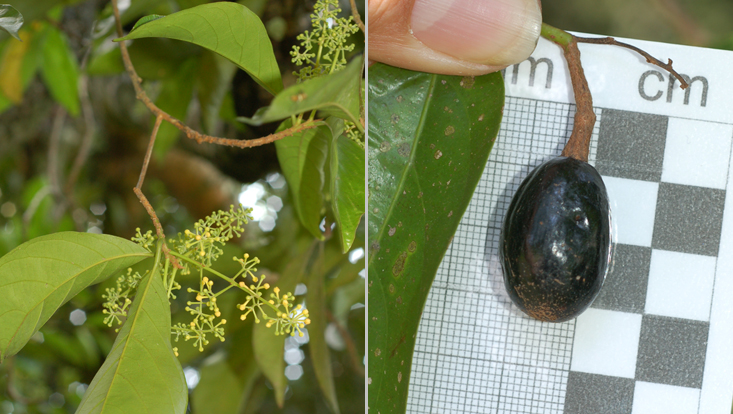 Nothaphoebe umbelliflora; right: branches with inflorescences; left: mature fruit Photos of Nothaphoebe umbelliflora; right: branches with inflorescences; left: mature fruit