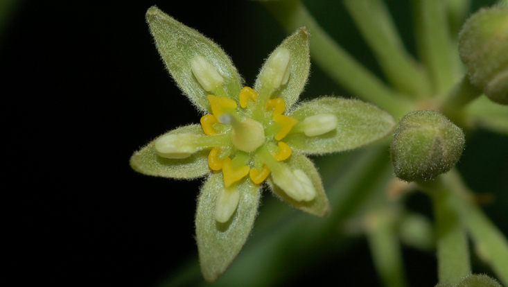 Flower of Persea americana at the beginnig of the female phase Photo of a flower of Persea americana at the beginnig of the female phase
