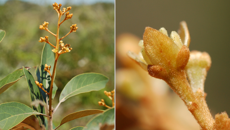 Persea aurata; left: branch with inflorescence; right: flower, lateral view Photos of Persea aurata; left: branch with inflorescence; right: flower, lateral view