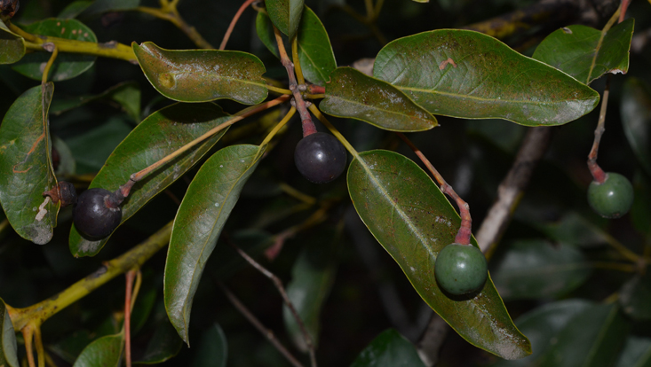 Branches of Persea willdenovii with fruits Photo of branches of Persea willdenovii with fruits