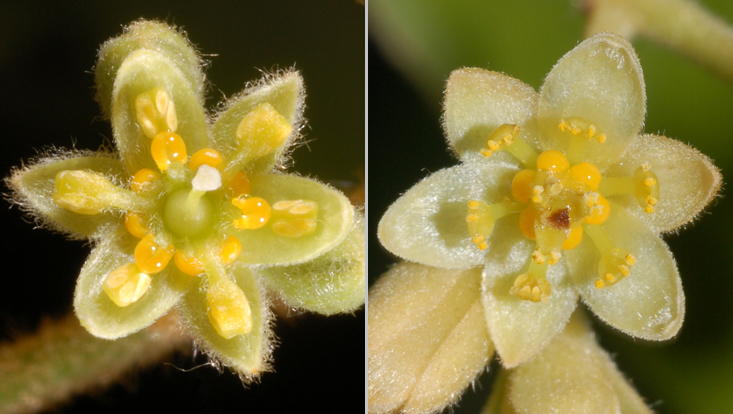 Flowers of Phoebe sheareri; left: female phase; right: male phase Photos of flowers of Phoebe sheareri; left: female phase; right: male phase