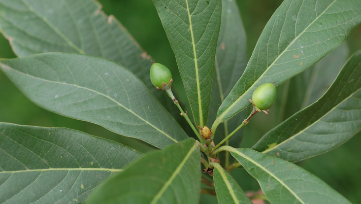 Phoebe neurantha, branch tip with immature fruits Photo of Phoebe neurantha, branch tip with immature fruits