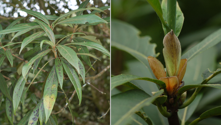 Actinodaphne forrestii; left: leafy branches; right: bud scales at the base of the young growth Photos of Actinodaphne forrestii; left: leafy branches; right: bud scales at the base of the young growth