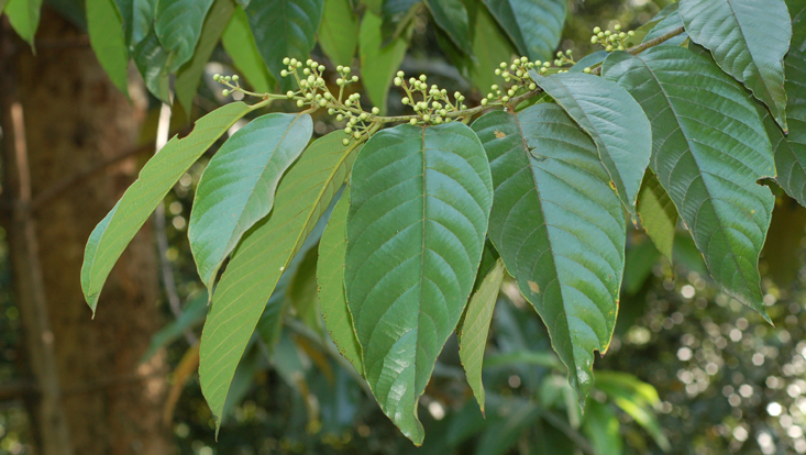 Litsea firma, branch with inflorescence buds Photo of a branch of Litsea firma, with inflorescence buds
