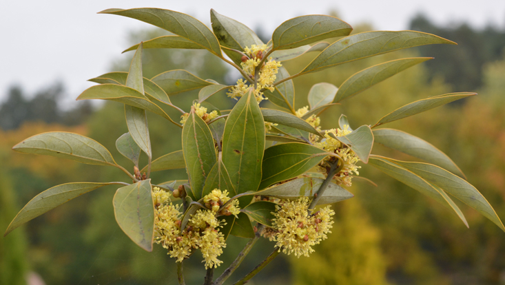 Neolitsea sericea, branches with inflorescences Photo of branches of Neolitsea sericea, with inflorescences