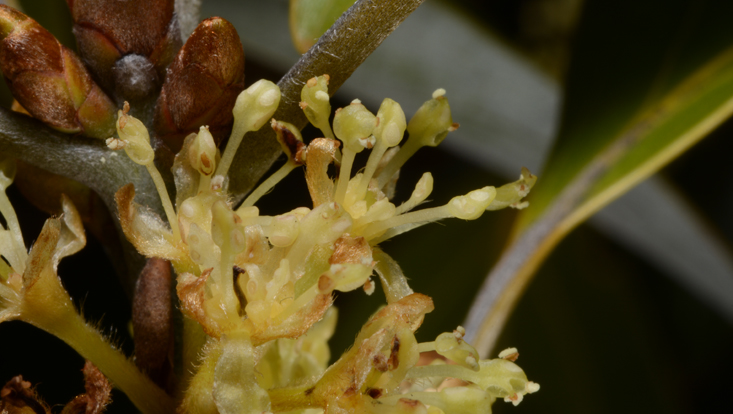 Neolitsea sericea, male flowers Photo of male flowers of Neolitsea sericea