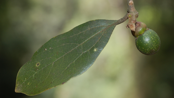 Aiouea hirsuta, tip of branch with leaf and immature fruit Photo of Aiouea hirsuta, tip of branch with leaf and immature fruit