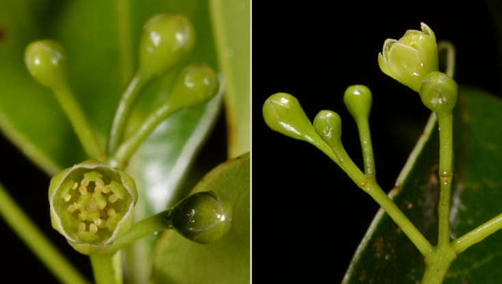 Aiouea acarodomatifera, details of inflorescences Photos of Aiouea acarodomatifera, details of inflorescences